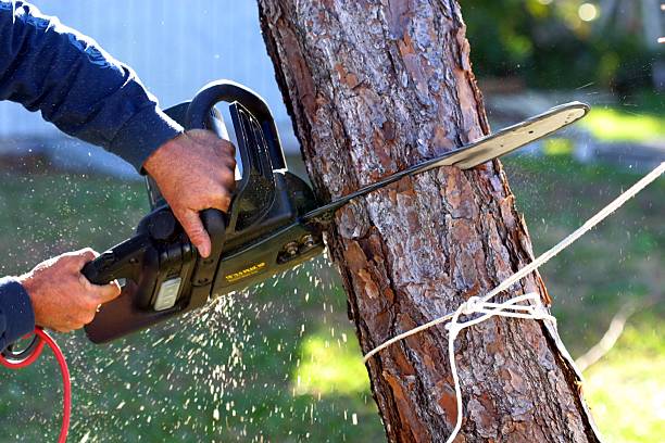 Professional Tree Services in Centerville, TN